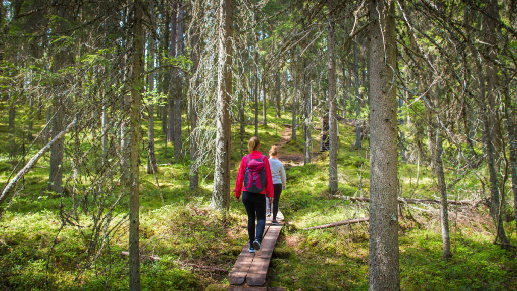 Kaksi ihmistä kävelee metsässä pitkospuita pitkin.